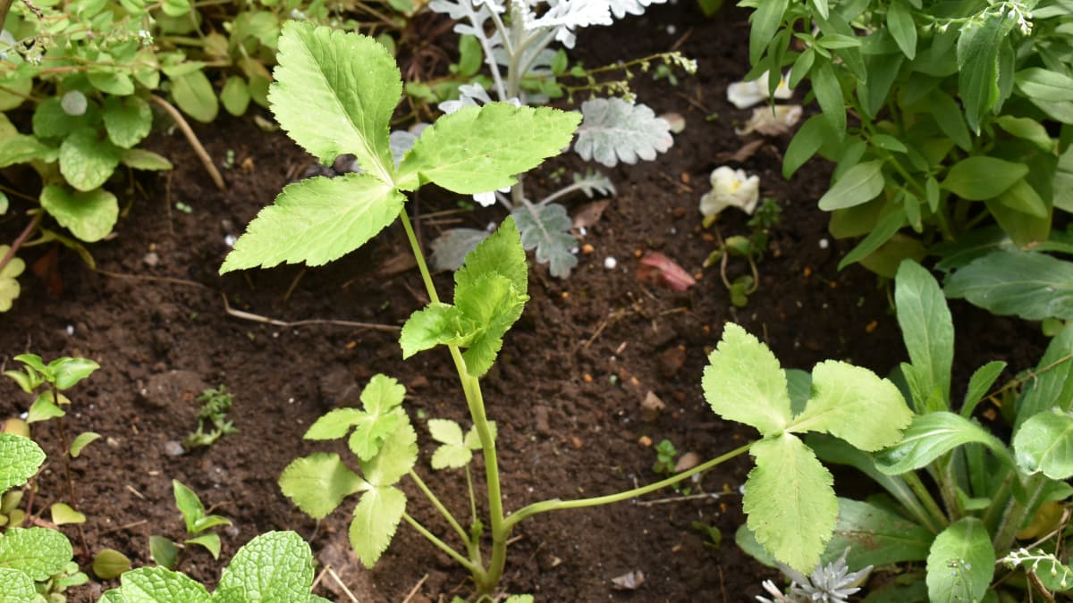 三つ葉の成長20200422