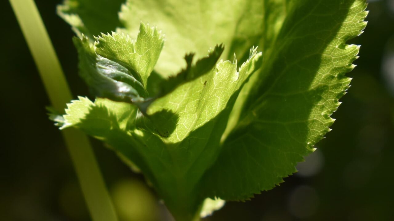 三つ葉の葉(拡大)20200423