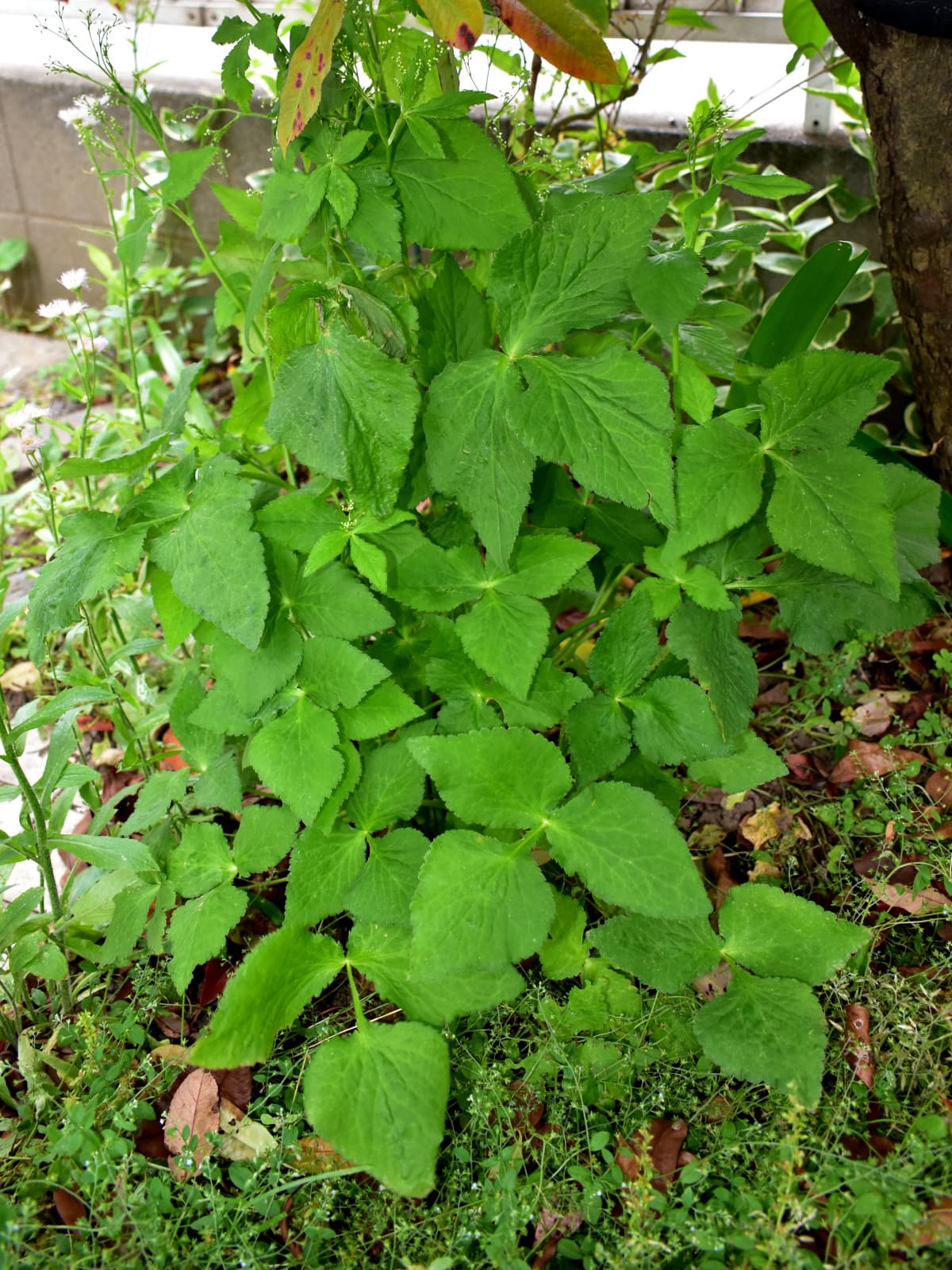 三つ葉の大株20200516