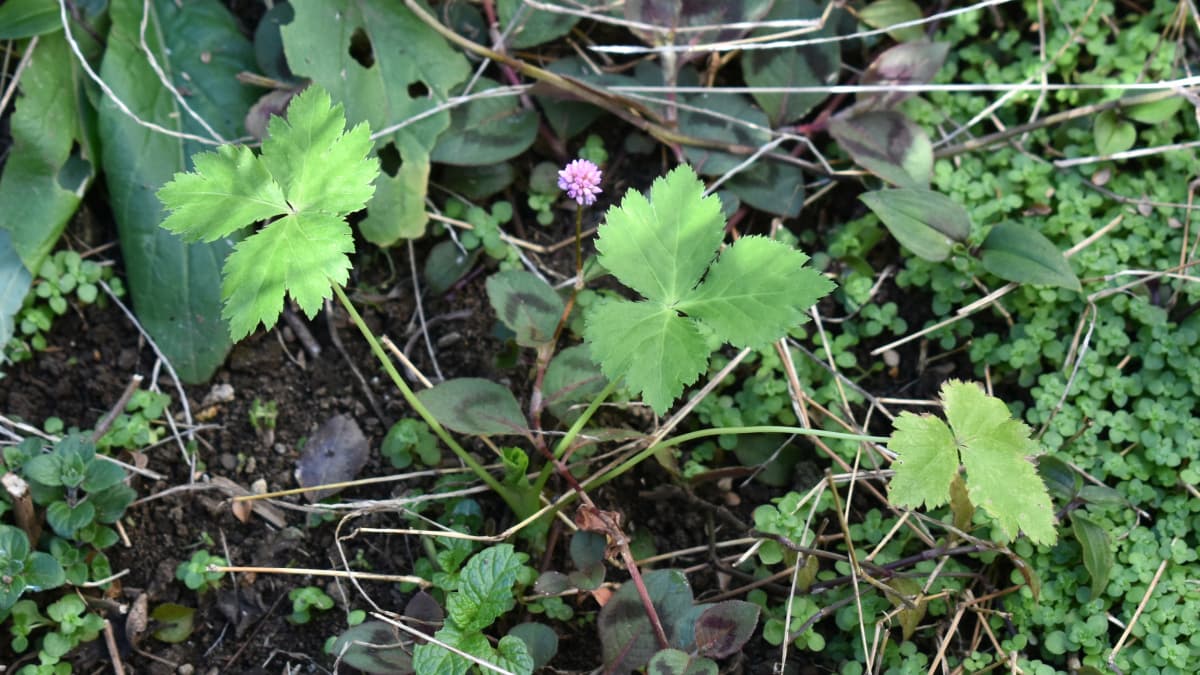 三つ葉の幼葉20201128-1