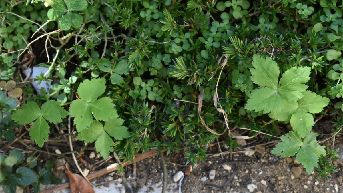 三つ葉の幼葉20201128-2