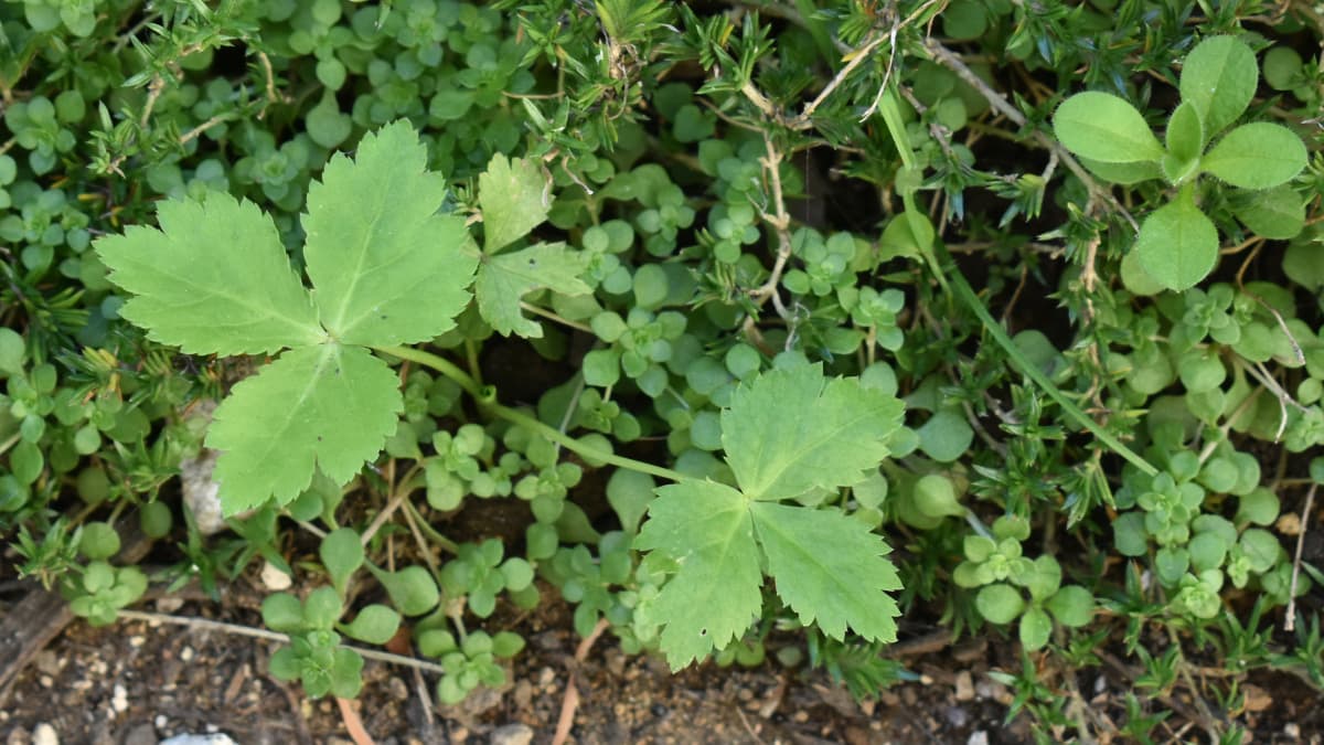 三つ葉の幼葉20201128-3