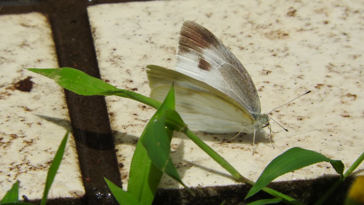 石の上の紋白蝶201706（キャッチ画像）