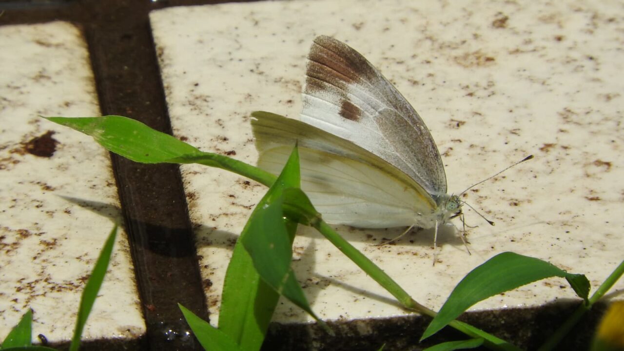 石の上の紋白蝶201706