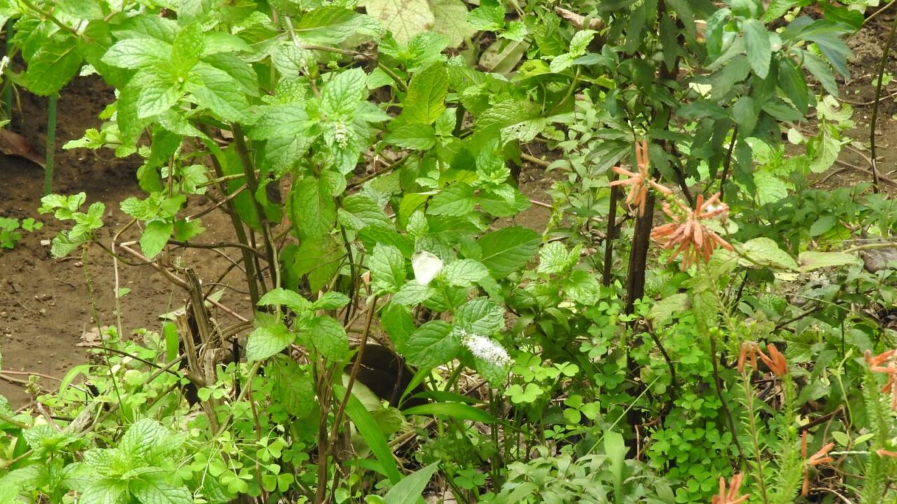 スペアミントに紋白蝶201708-1