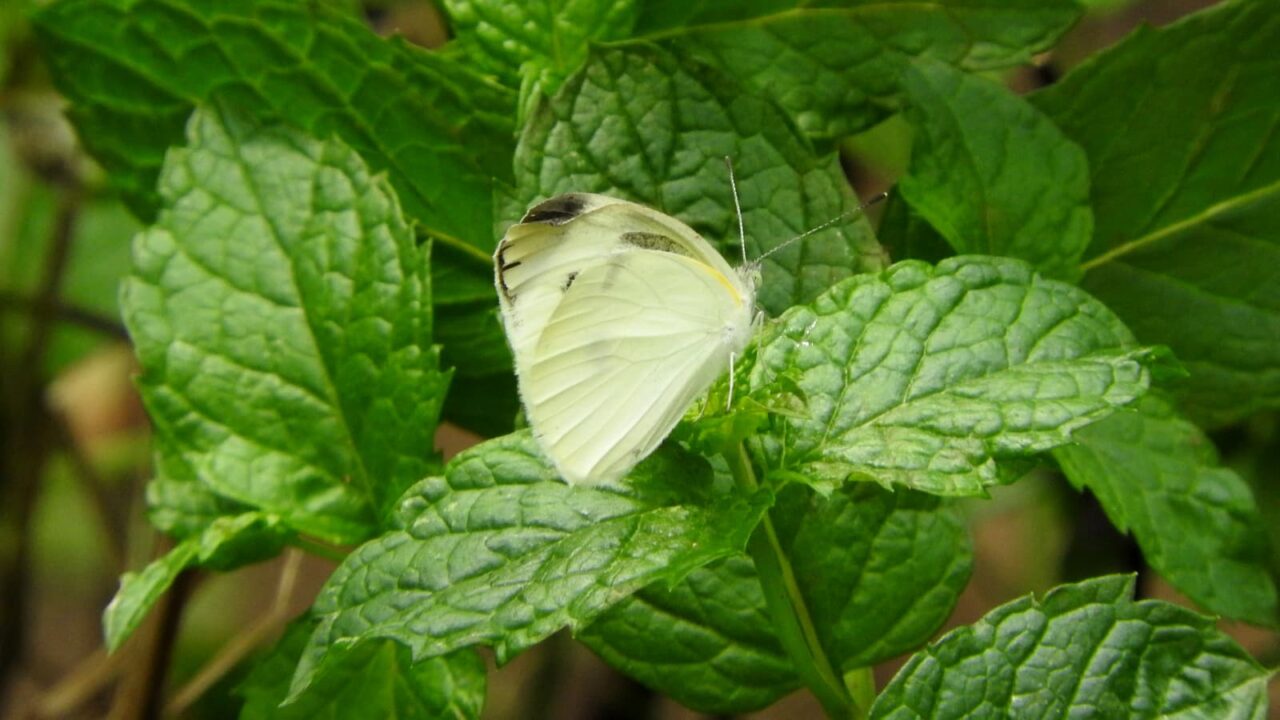 スペアミントに紋白蝶201708-2