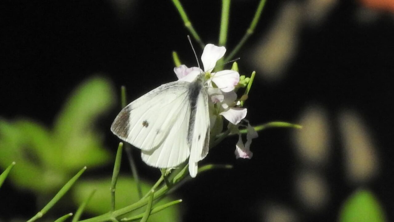 大根の花に紋白蝶201805-1