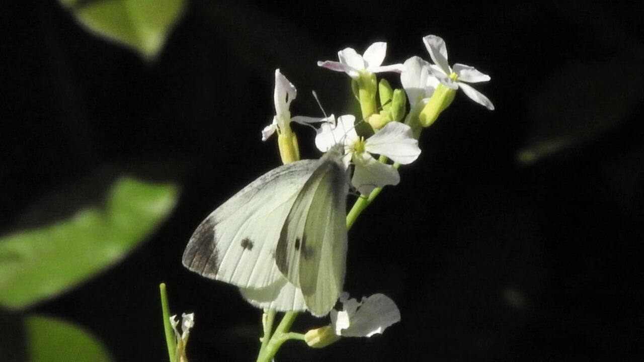 大根の花に紋白蝶201805-2