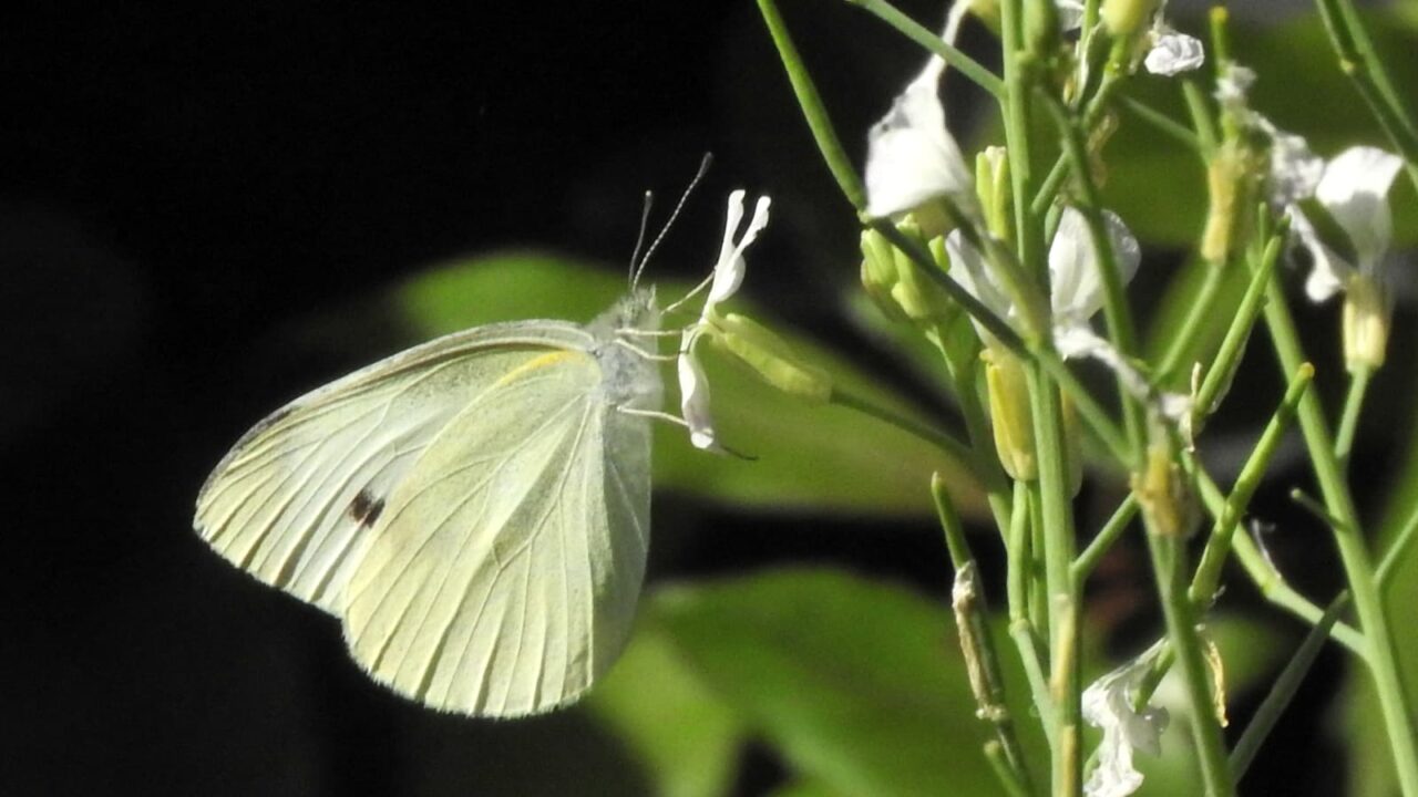 大根の花に紋白蝶201805-3