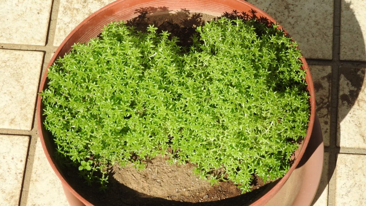 鉢の中で広がる森村万年草20180302