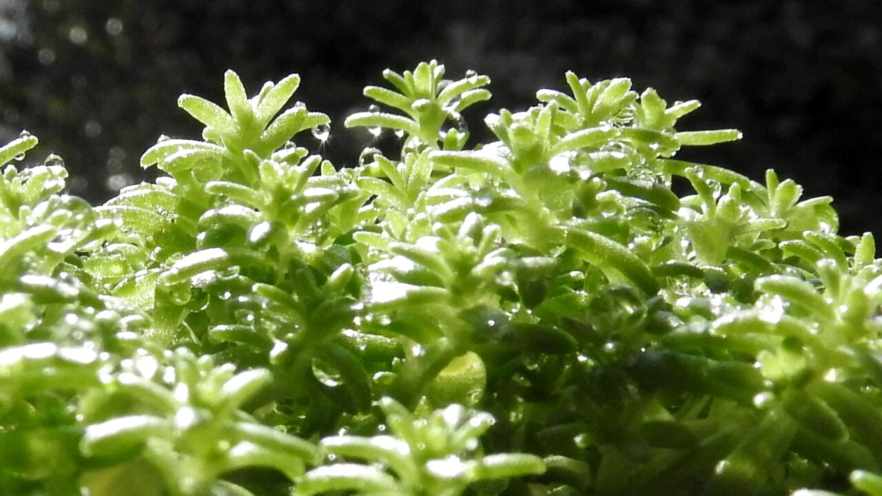 水滴が光る森村万年草の葉20180312-1