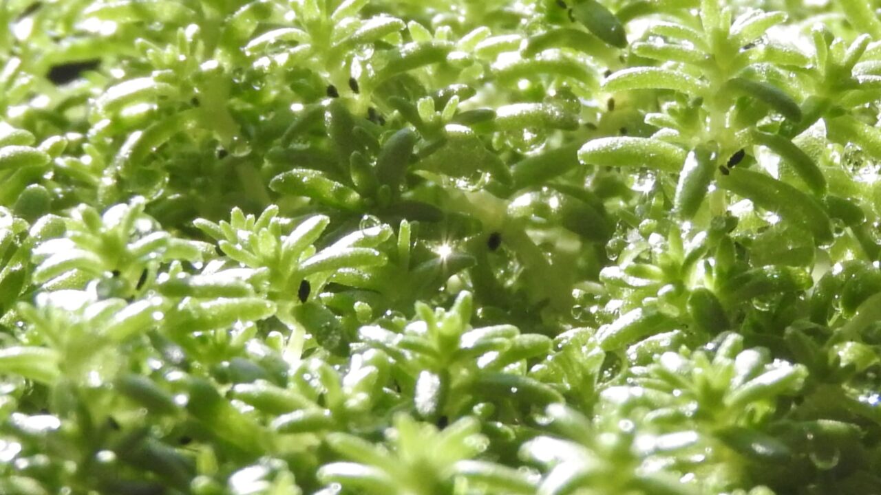 森村万年草の中で太陽の輝き20180312-2