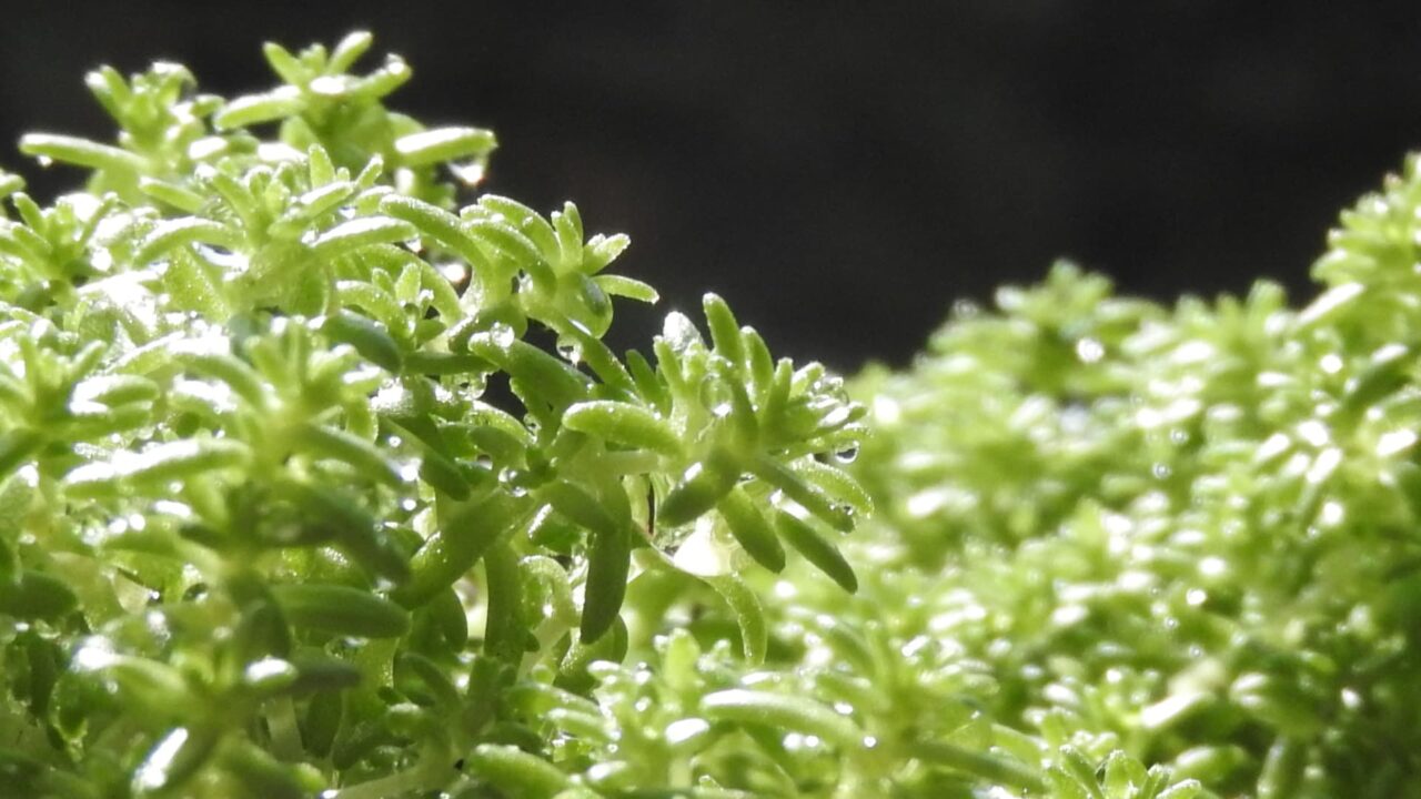 森村万年草の瑞々しい水滴20180312-3