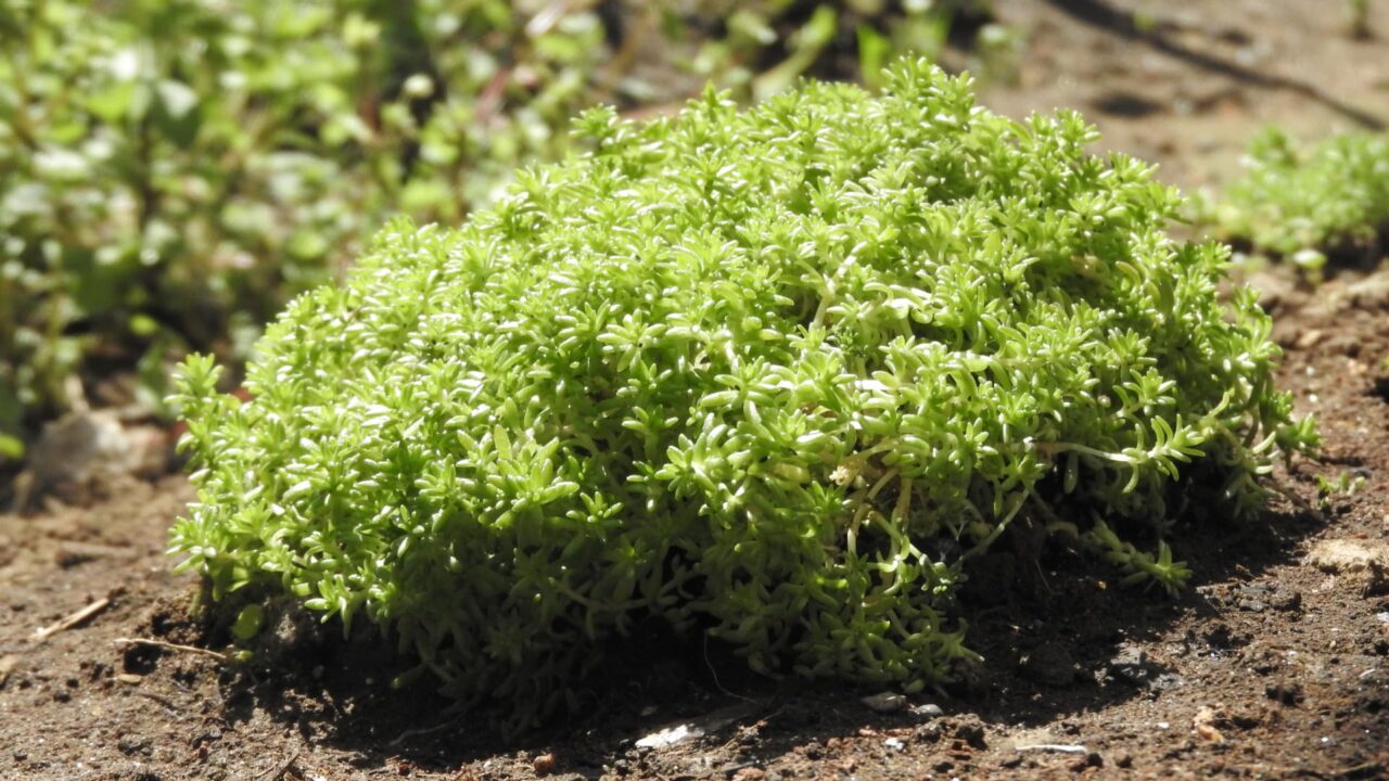 村万年草を地植え20180325