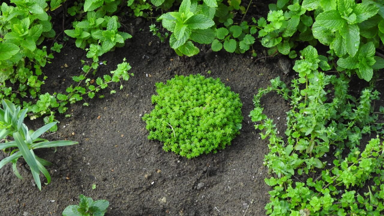 植物に囲まれる森村万年草20180419