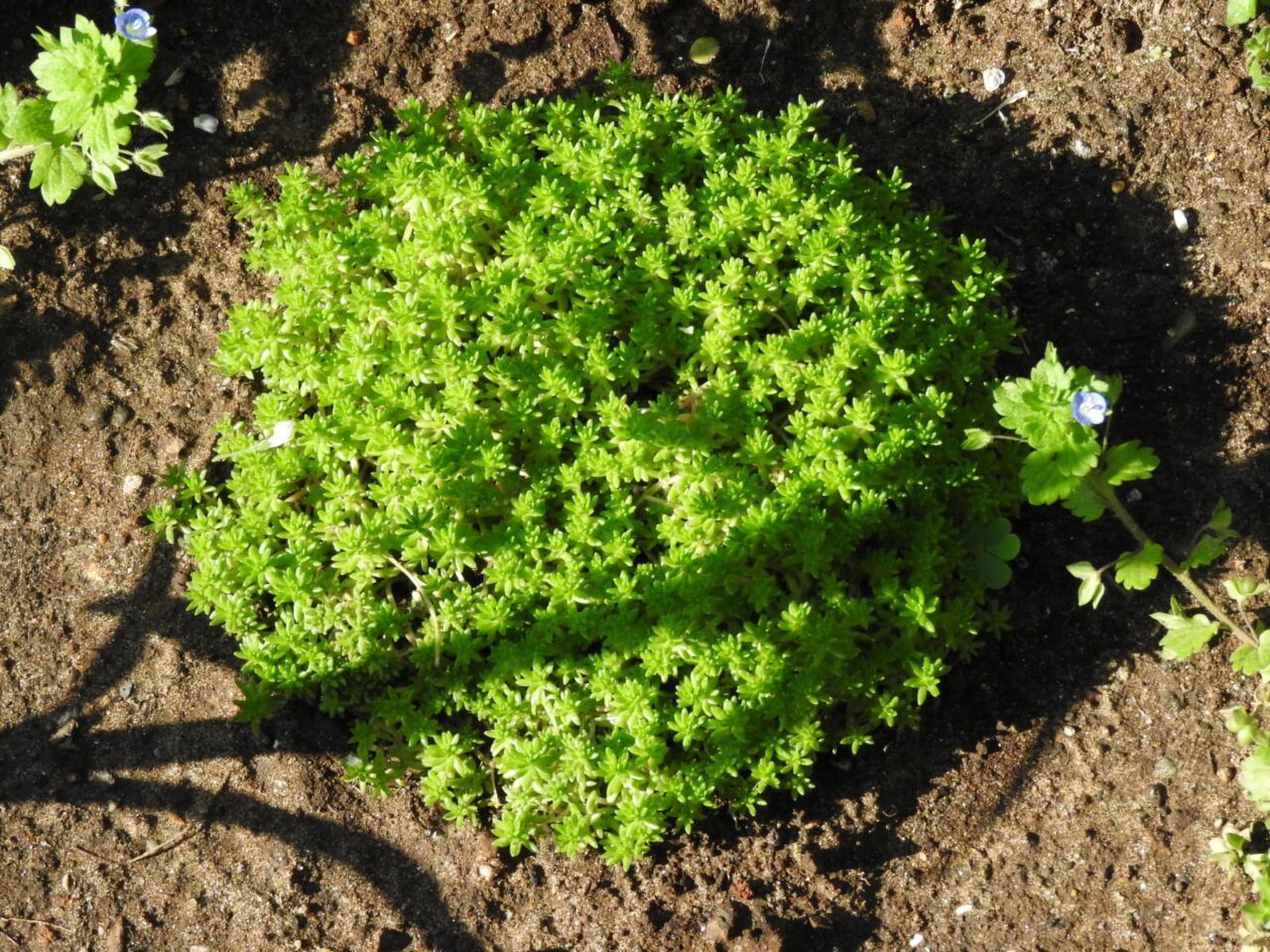 まぁるく広がる森村万年草20180421-1