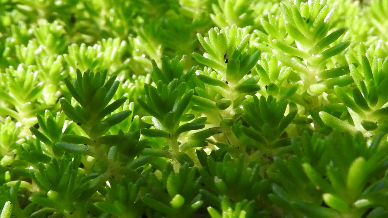 林立する森村万年草20180421-2