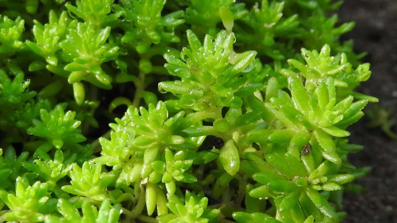 林立する森村万年草20180426