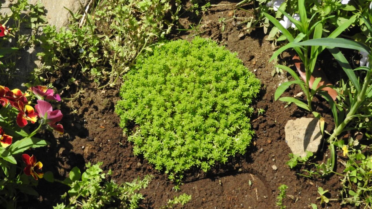 森村万年草20180511