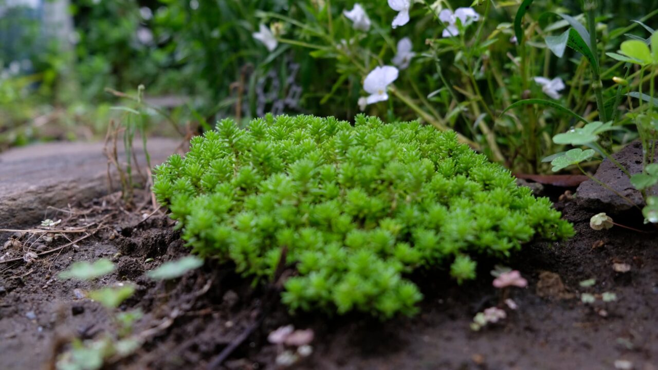森村万年草20180512