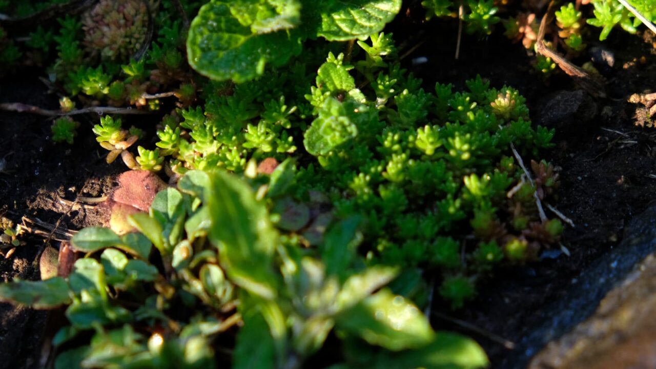 森村万年草20190402