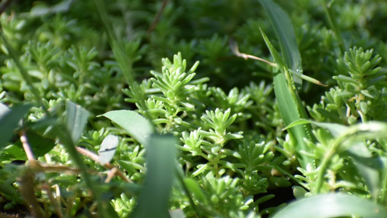森村万年草20190906
