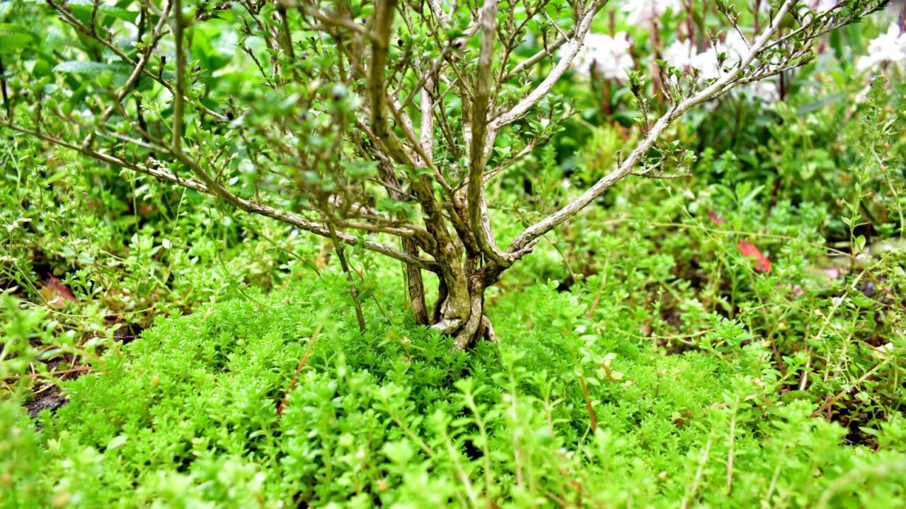 紅鳥花の株元に茂る森村万年草2020506-1