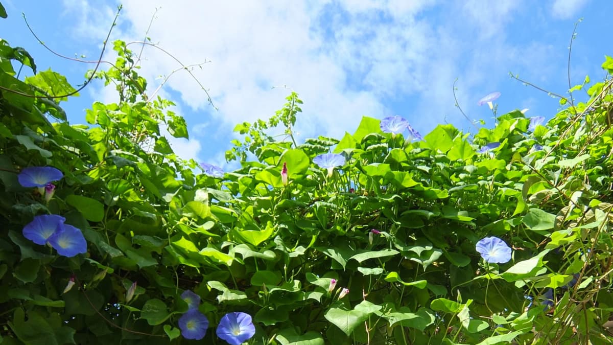 見上げる朝顔と夏空