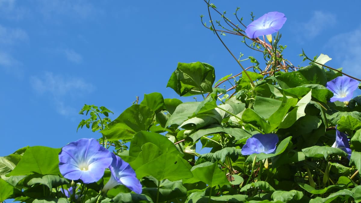 青空を衝く朝顔の花