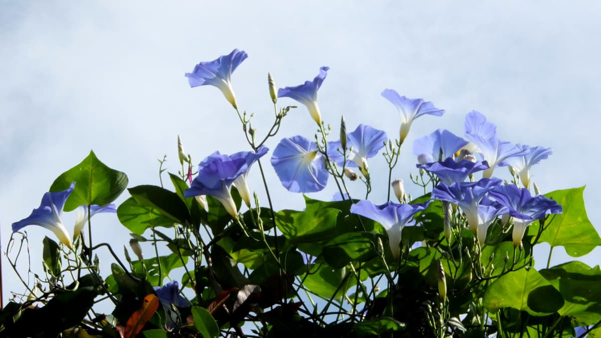 空に透ける朝顔