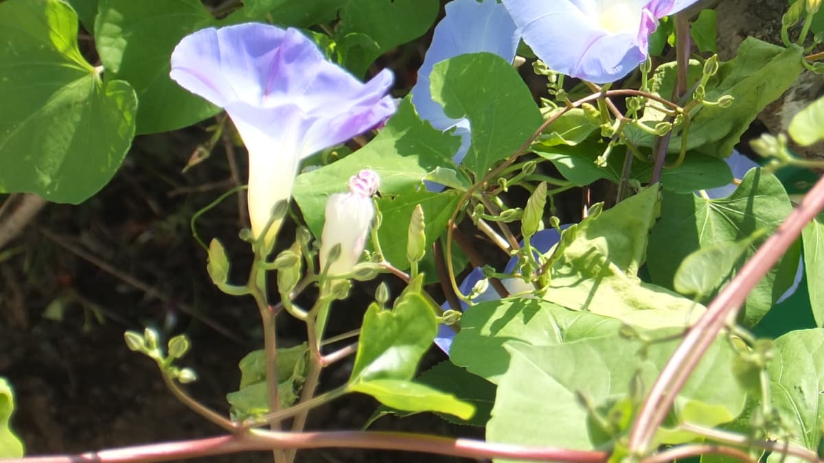 ソフトクリームのような朝顔の蕾