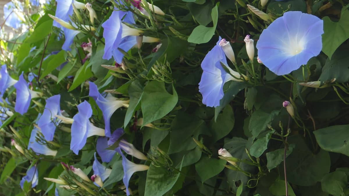 槍のように突き出す朝顔の蕾