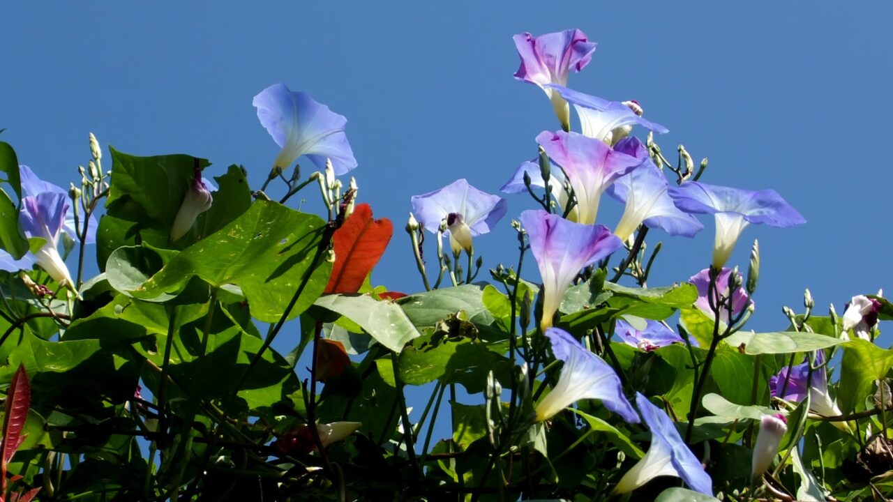 朝顔の空中花畑2