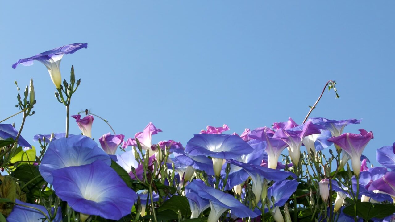 朝顔の空中花畑