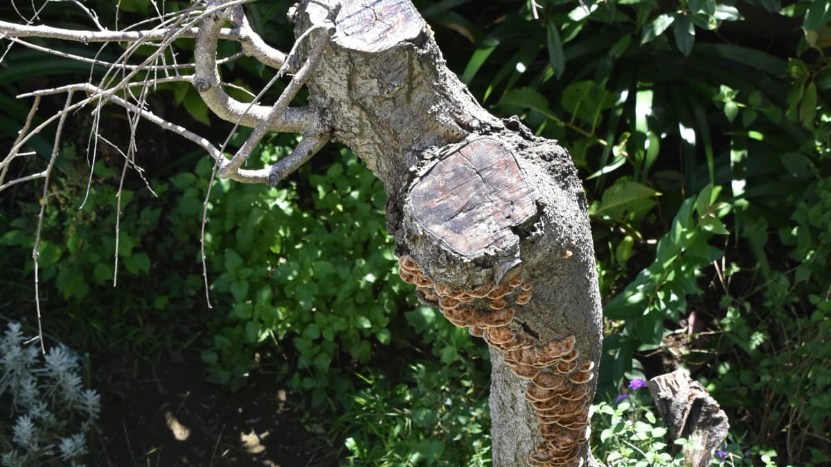 キノコが生えた桜の木