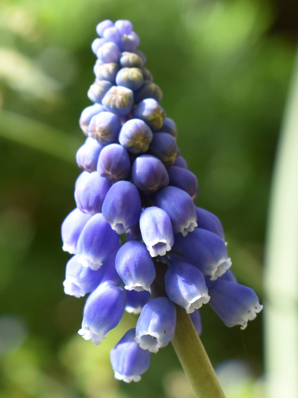 ムスカリの花拡大写真202003-1
