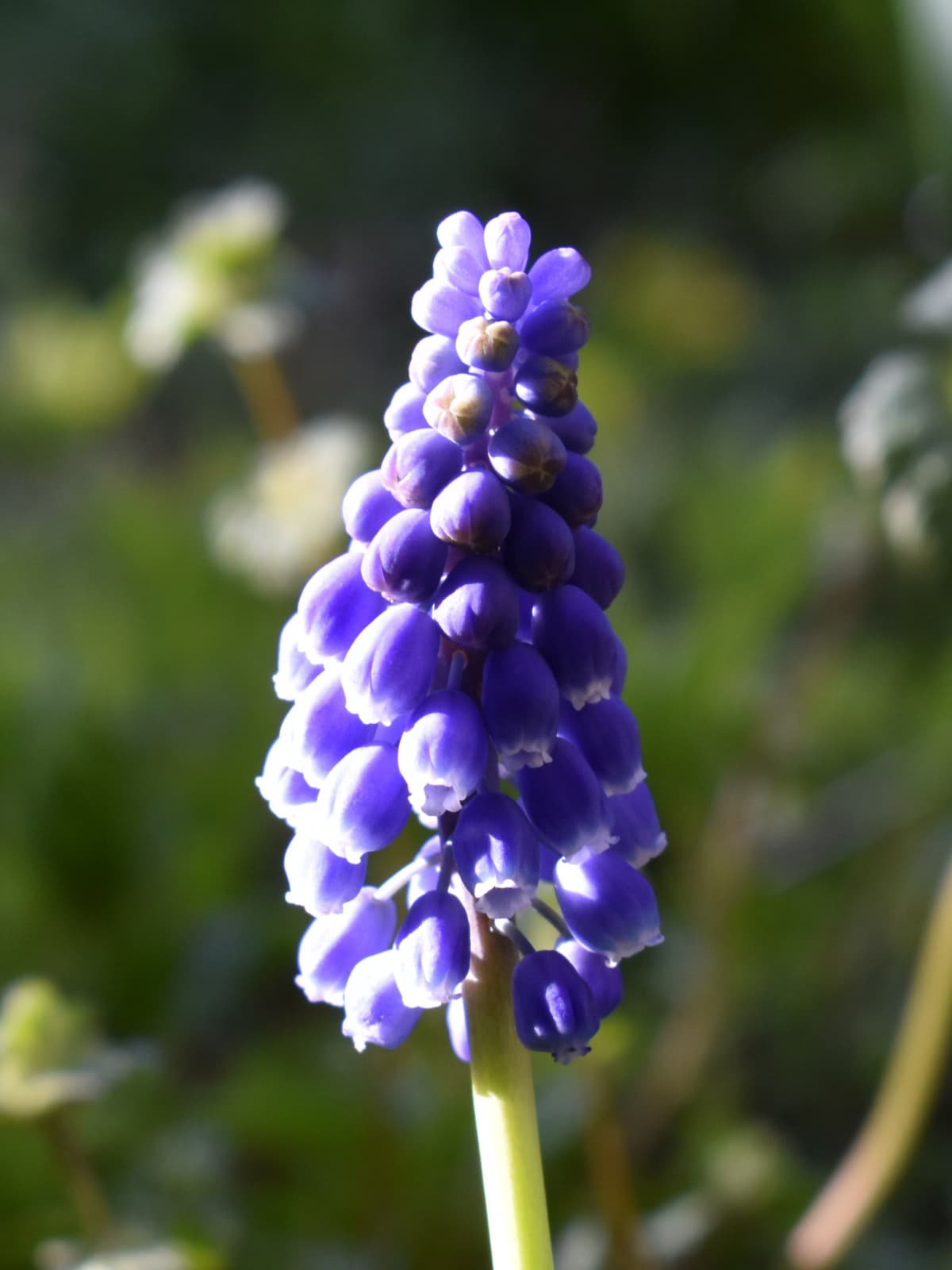 ムスカリの花拡大写真202003-2