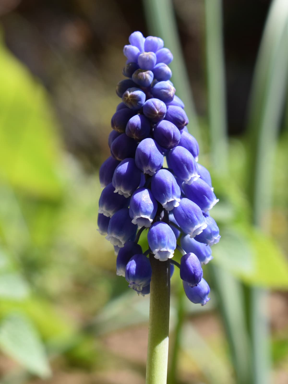 ムスカリの花拡大写真202003-3
