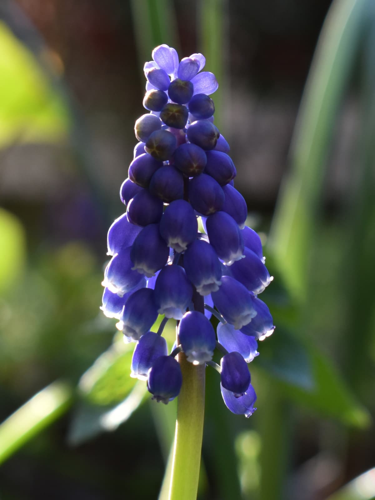 ムスカリの花拡大写真202003-5
