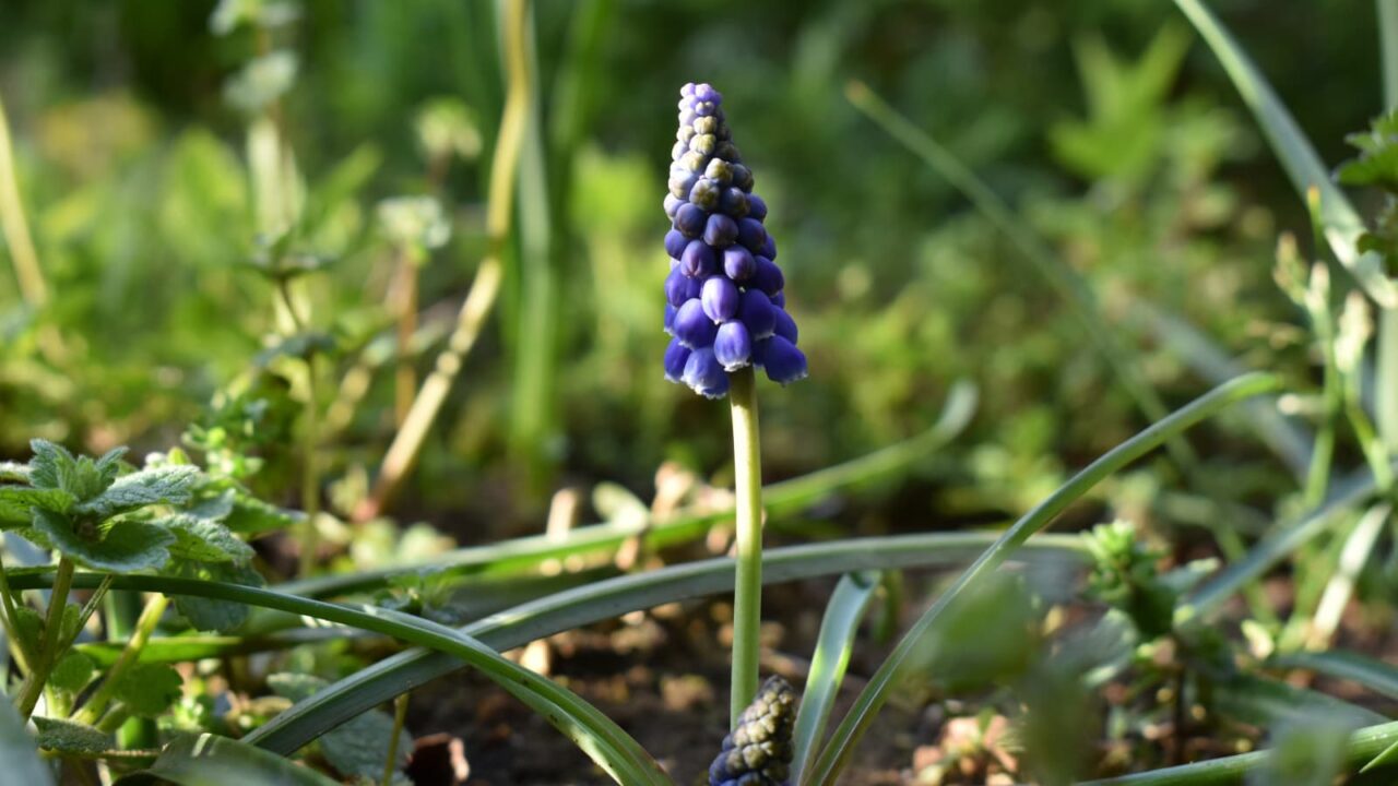 ムスカリ20200321-1