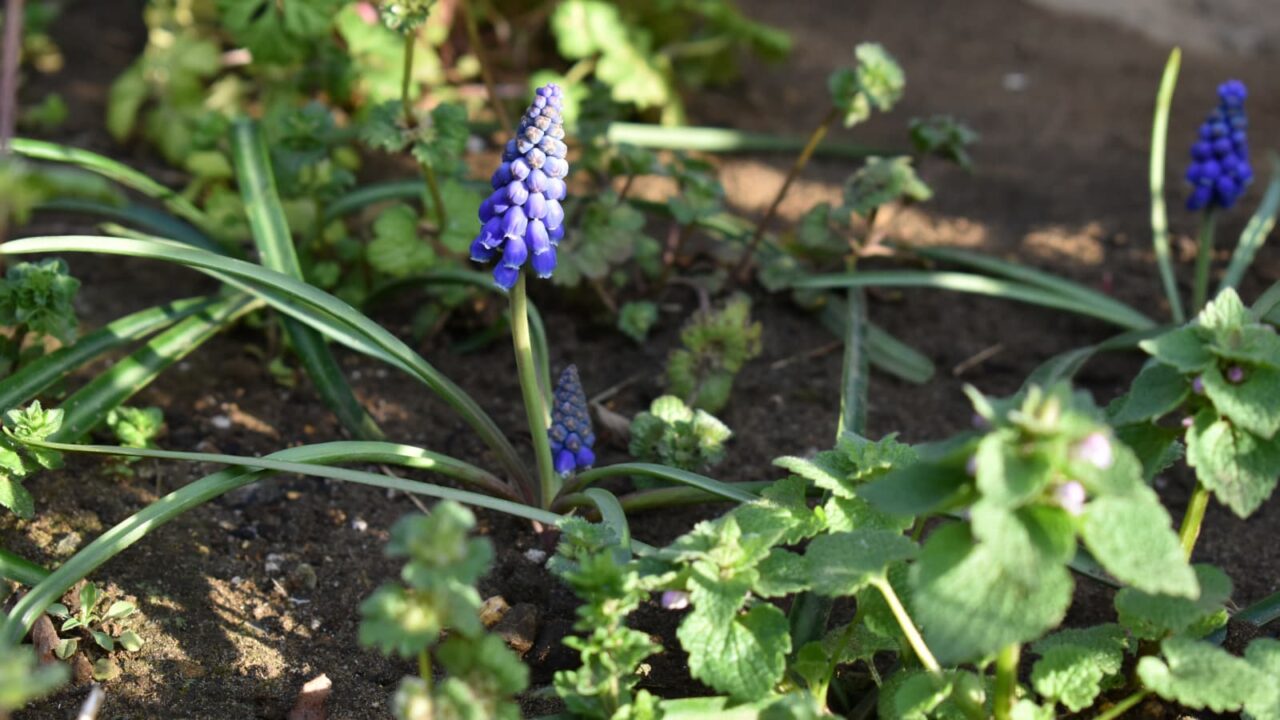 ムスカリ20200321