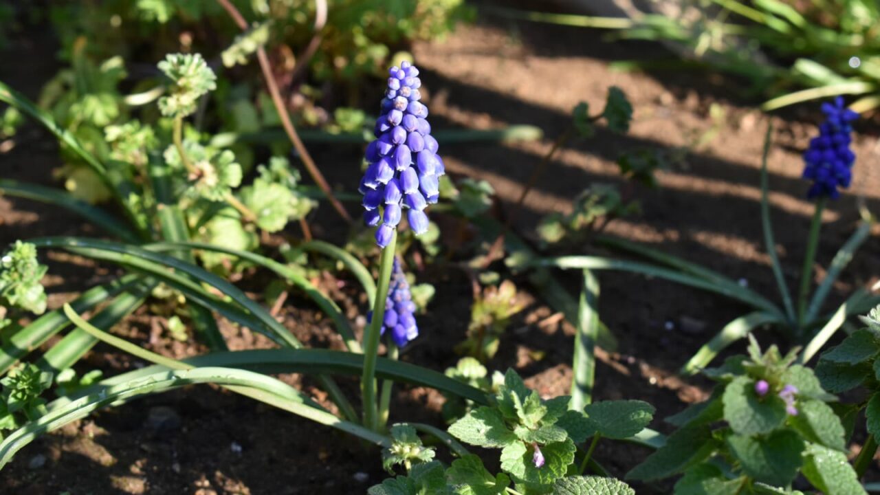 ムスカリ20200324