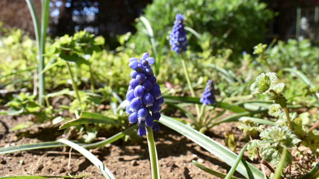 ムスカリ20200325