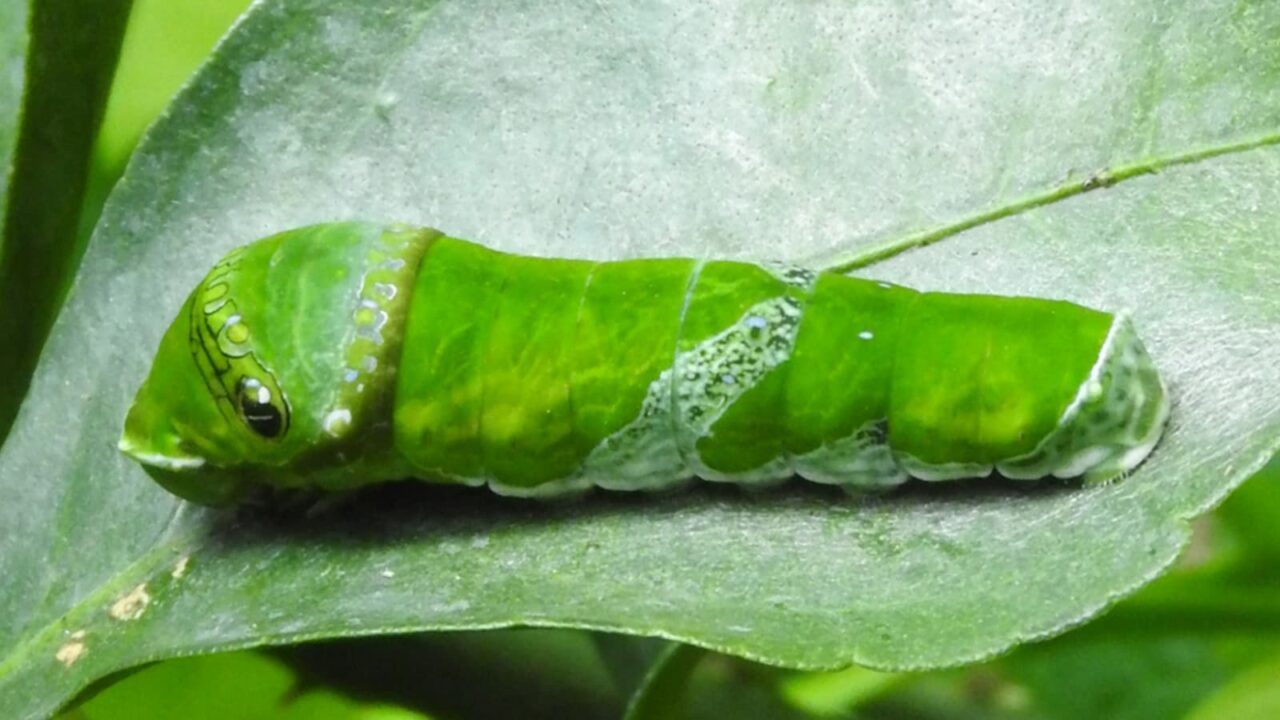 ナガサキアゲハの幼虫20170611-2