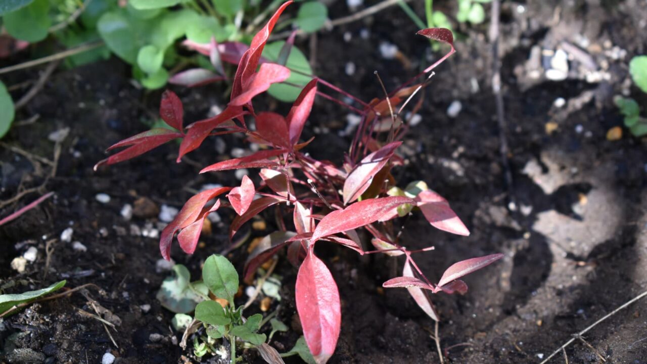 南天の成長20210304