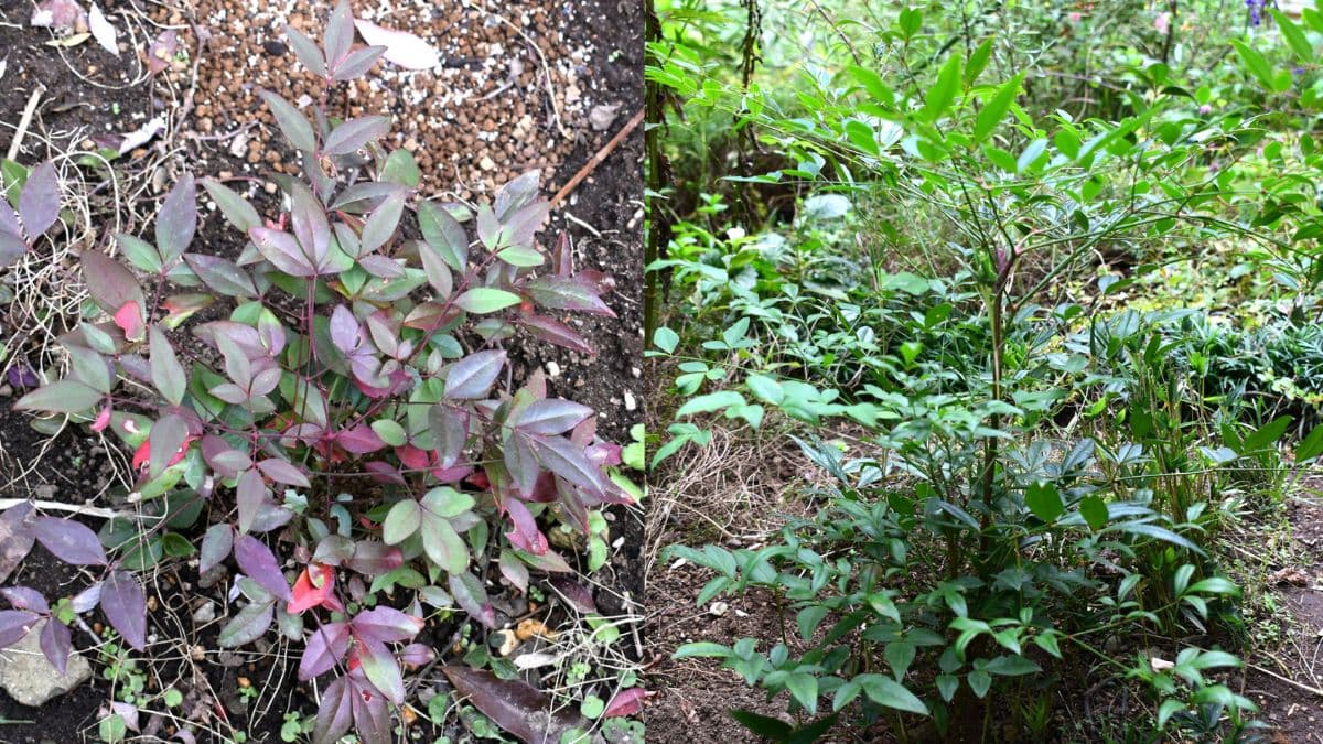 南天の成長2022（キャッチ画像）