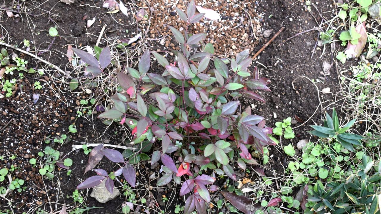 南天の成長20220117