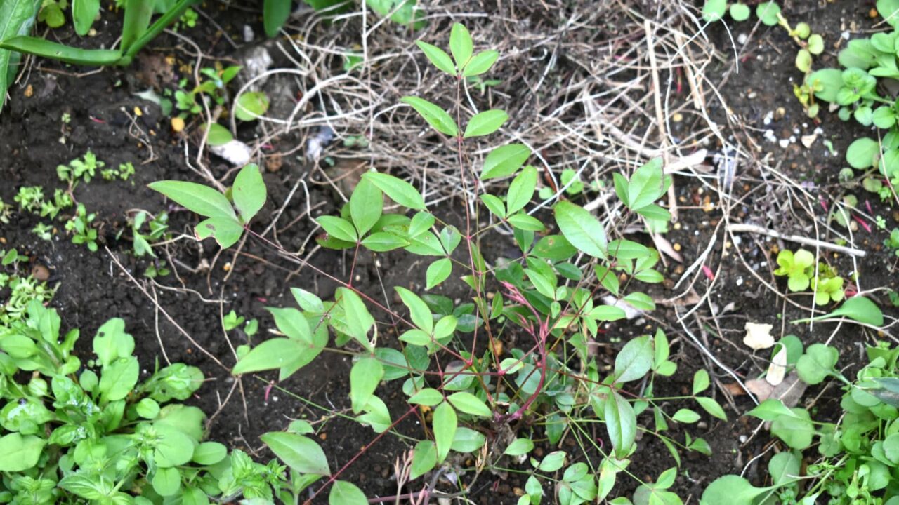 南天の成長20220402