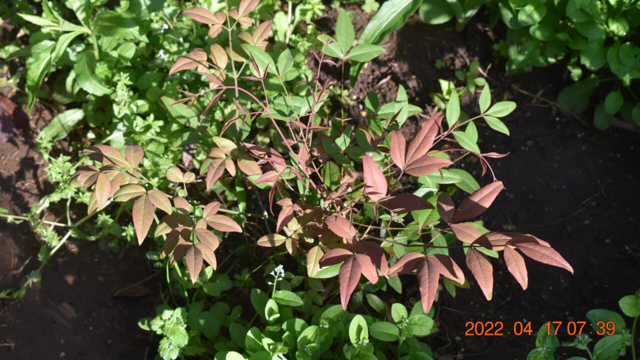 南天の成長20220417