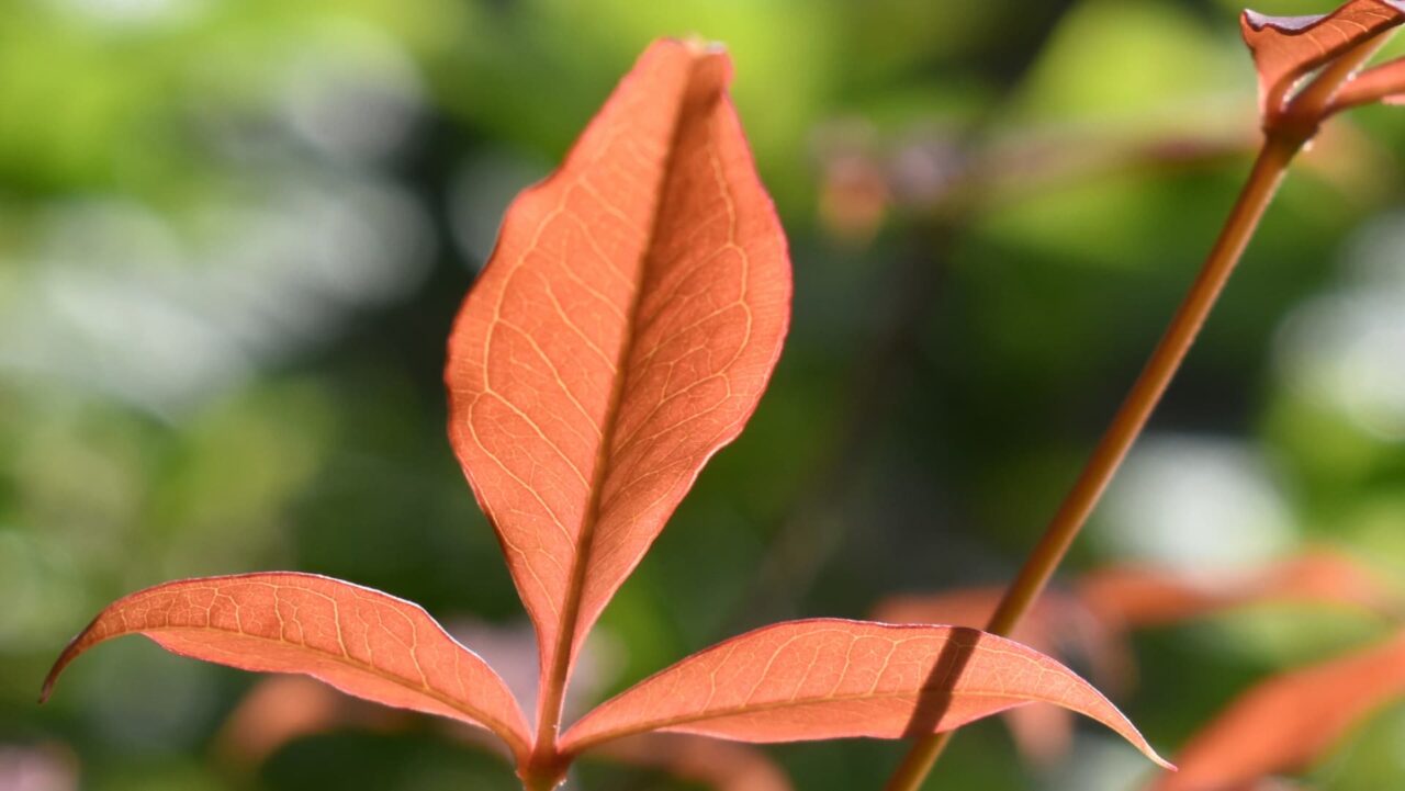 南天の新葉202205